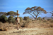 Picture 'KT1_14_21 Giraffe, Kenya, Amboseli'